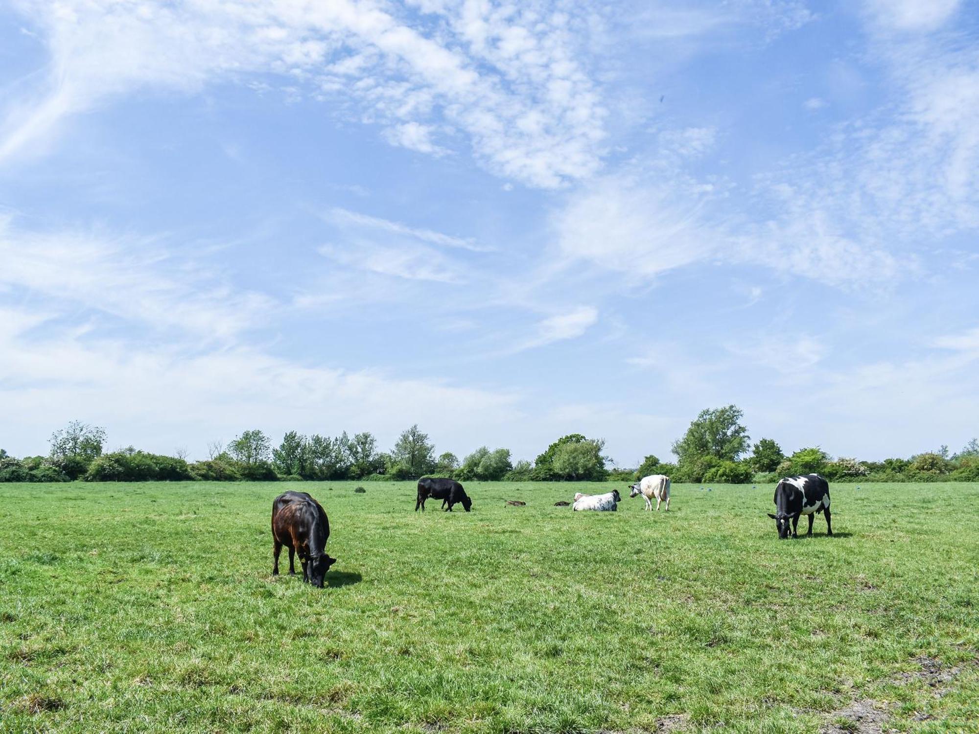 Green Acre Farm อีลี ภายนอก รูปภาพ