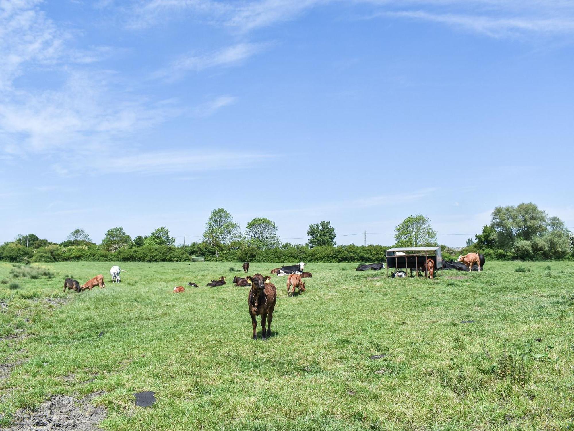 Green Acre Farm อีลี ภายนอก รูปภาพ